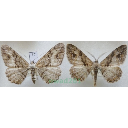Alcis deversata (Staudinger, 1892) pair Czech17